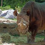 Denver Zoo Rudy: zoológico despide a querido rinoceronte negro