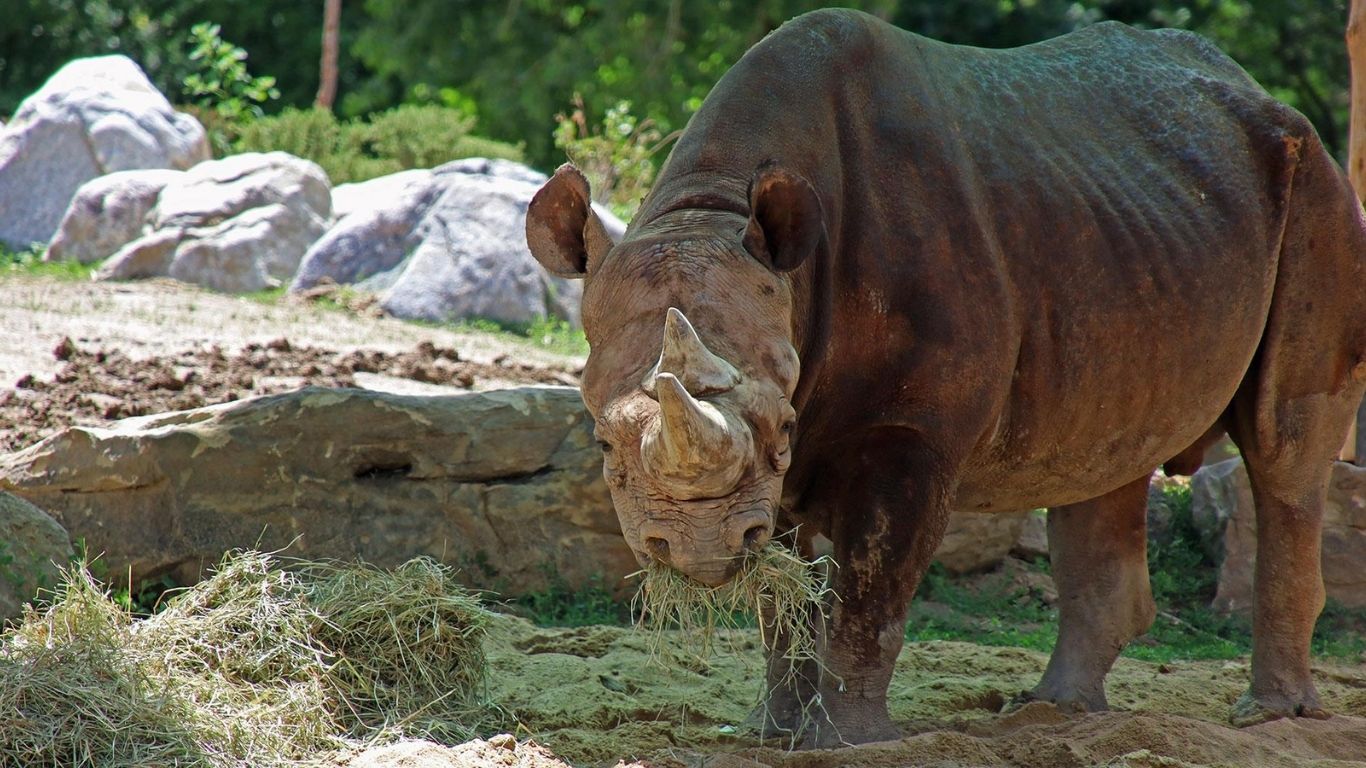 Denver Zoo despidió a Rudy, uno de los rinocerontes negros más longevos